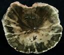 Zimbabwe Petrified Wood (Woodworthia) #6255-1